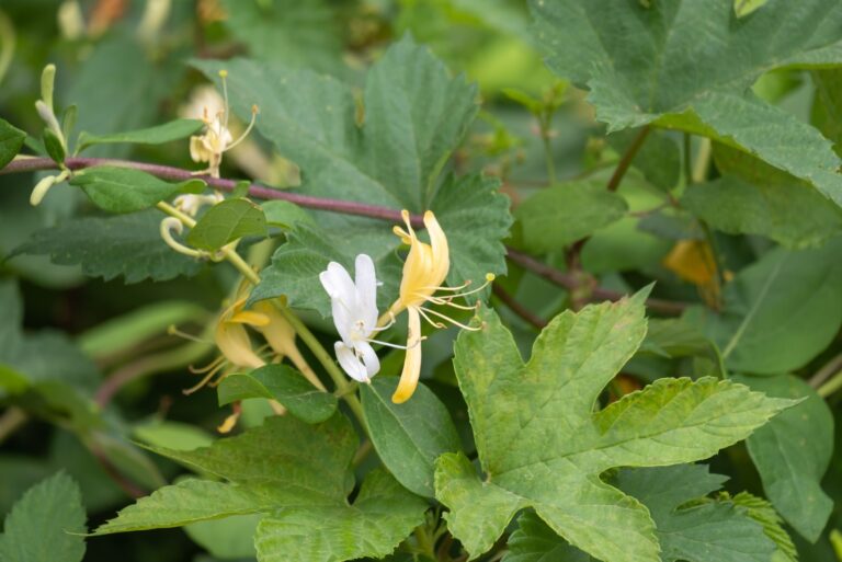 japanese honeysuckle
