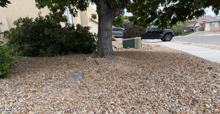 tree (featured image)