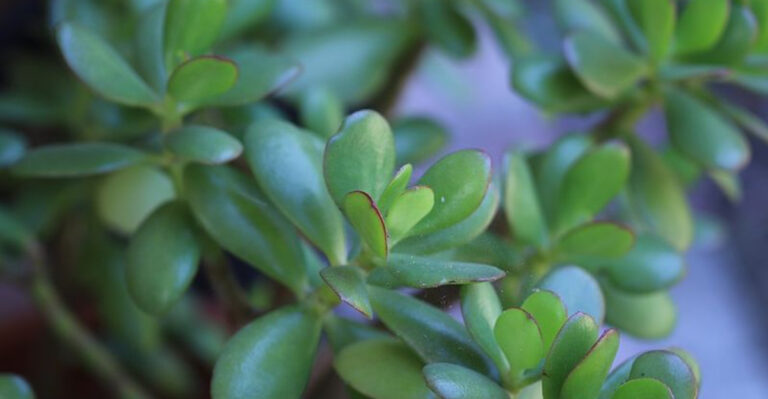 jade plant