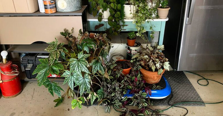 sheltered pots and plants