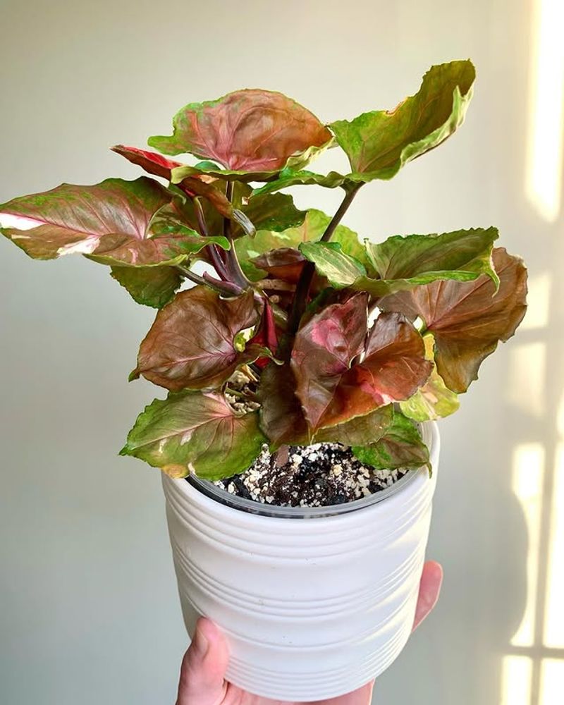 Syngonium Pink Allusion