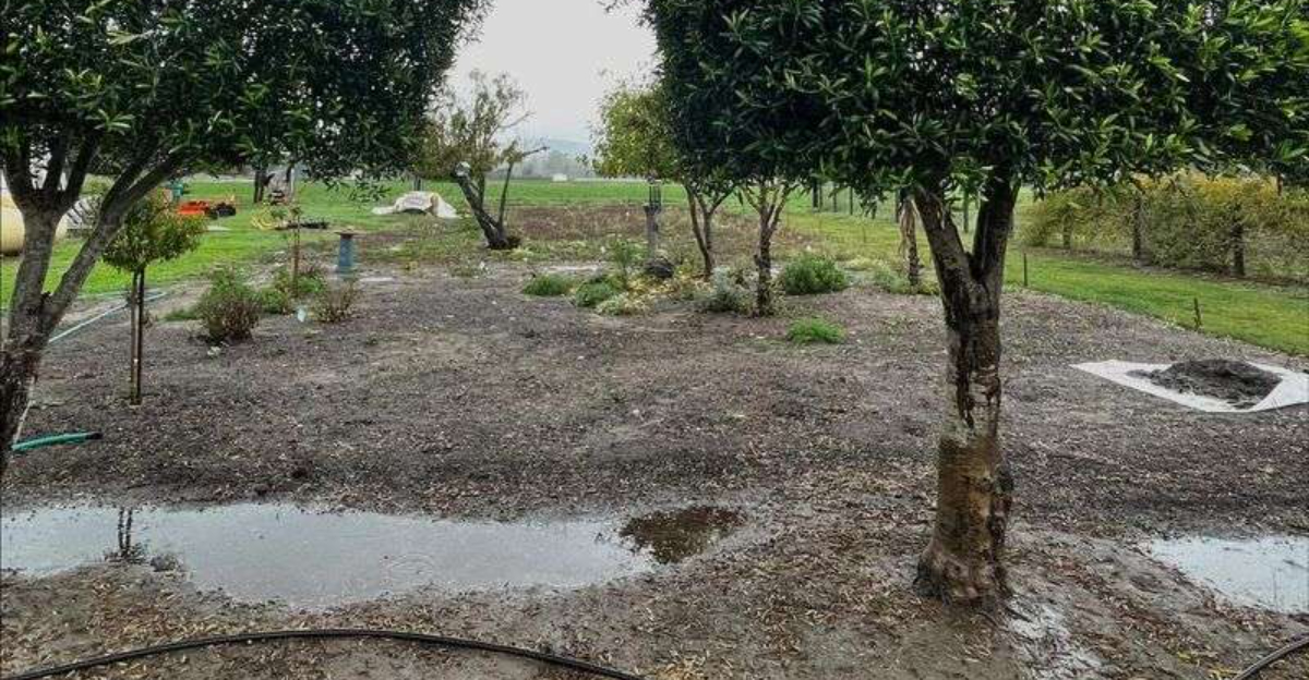 puddles between trees