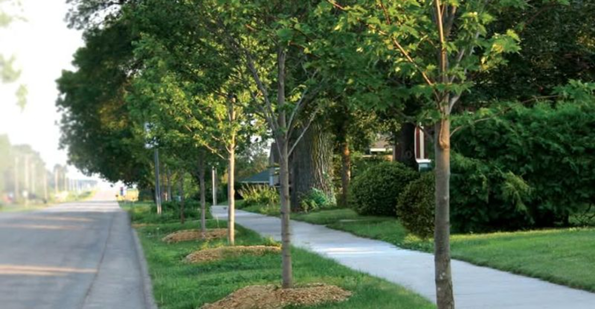 7 Places Ohio Homeowners Should Never Plant A Tree According To Gardening Experts