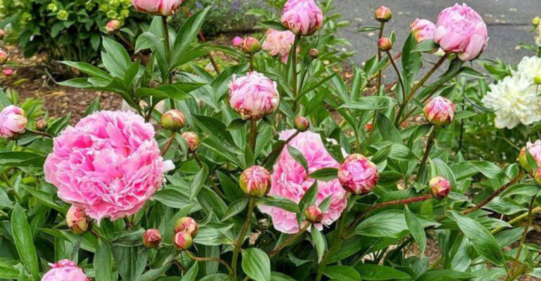 peonies in garden