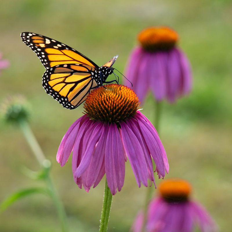 Attract Butterflies And Bees To Your Yard
