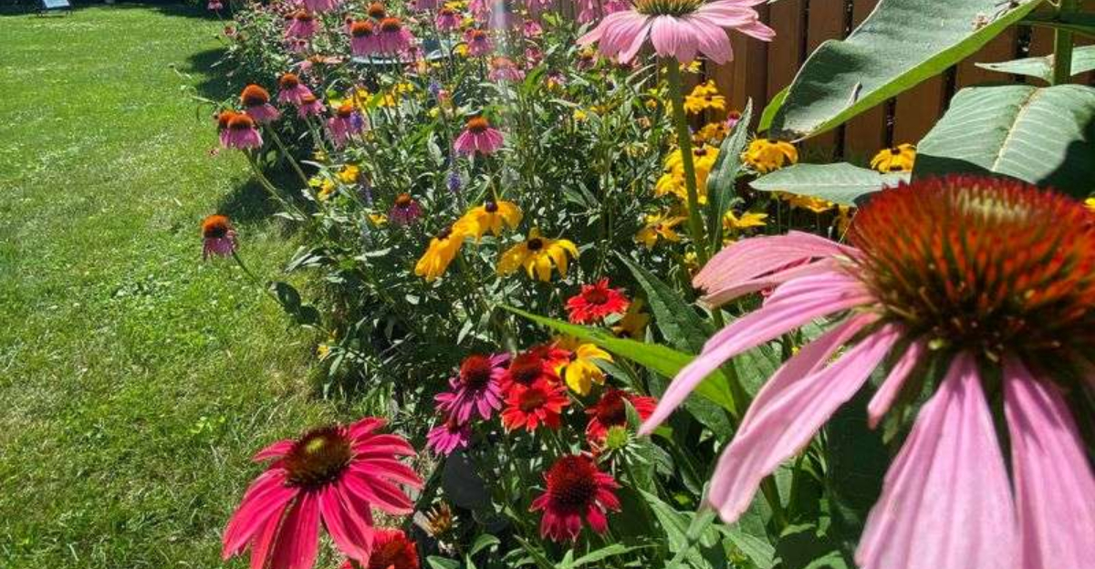 7 Practical Uses For Echinacea In Iowa Gardens