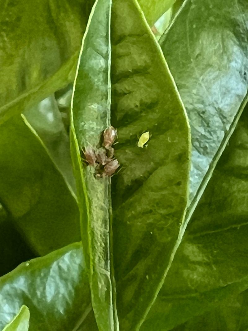 #8 Watch For Common Pests And Treat Them Quickly