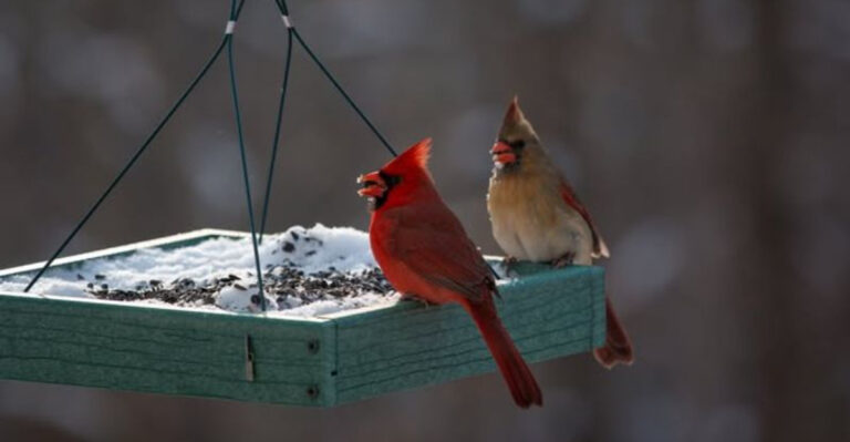 cardinals on bird feeder