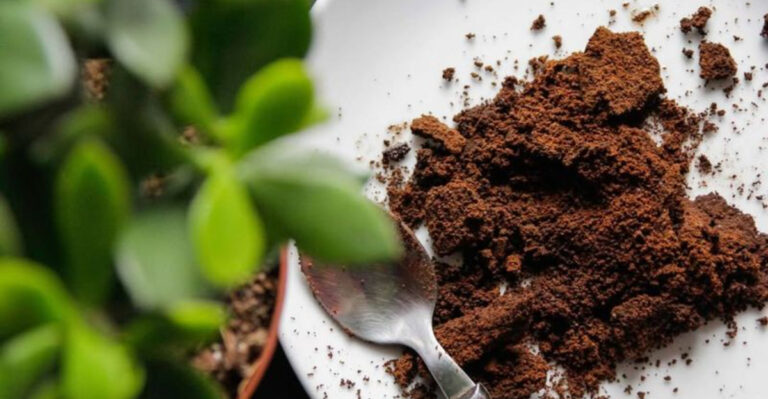 adding coffee grounds around plants
