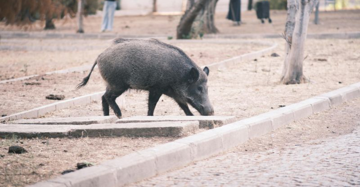 7 Safety Steps To Take If A Feral Hog Enters Your South Carolina Yard And 3 To Skip