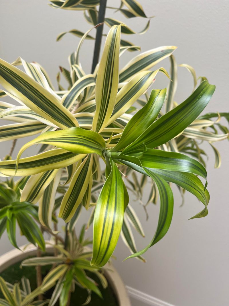 #8 Position It In A Tiered Plant Stand With Other Greenery