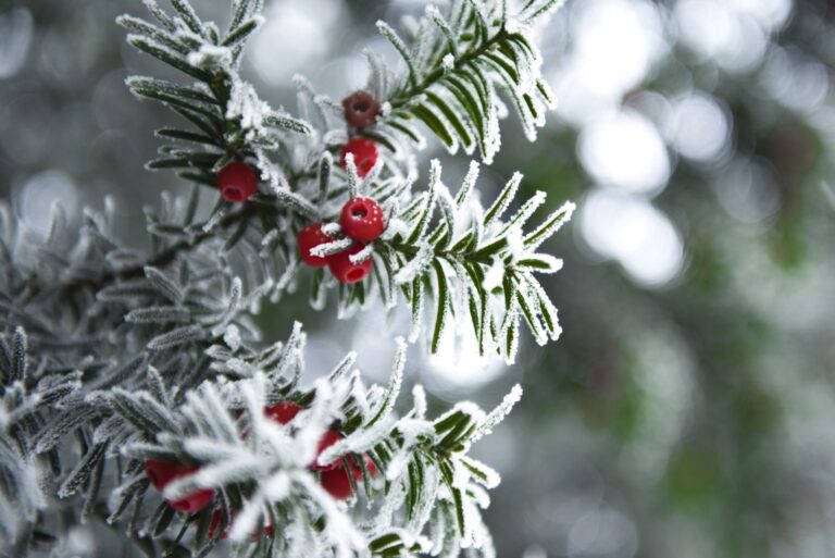 yew in snow