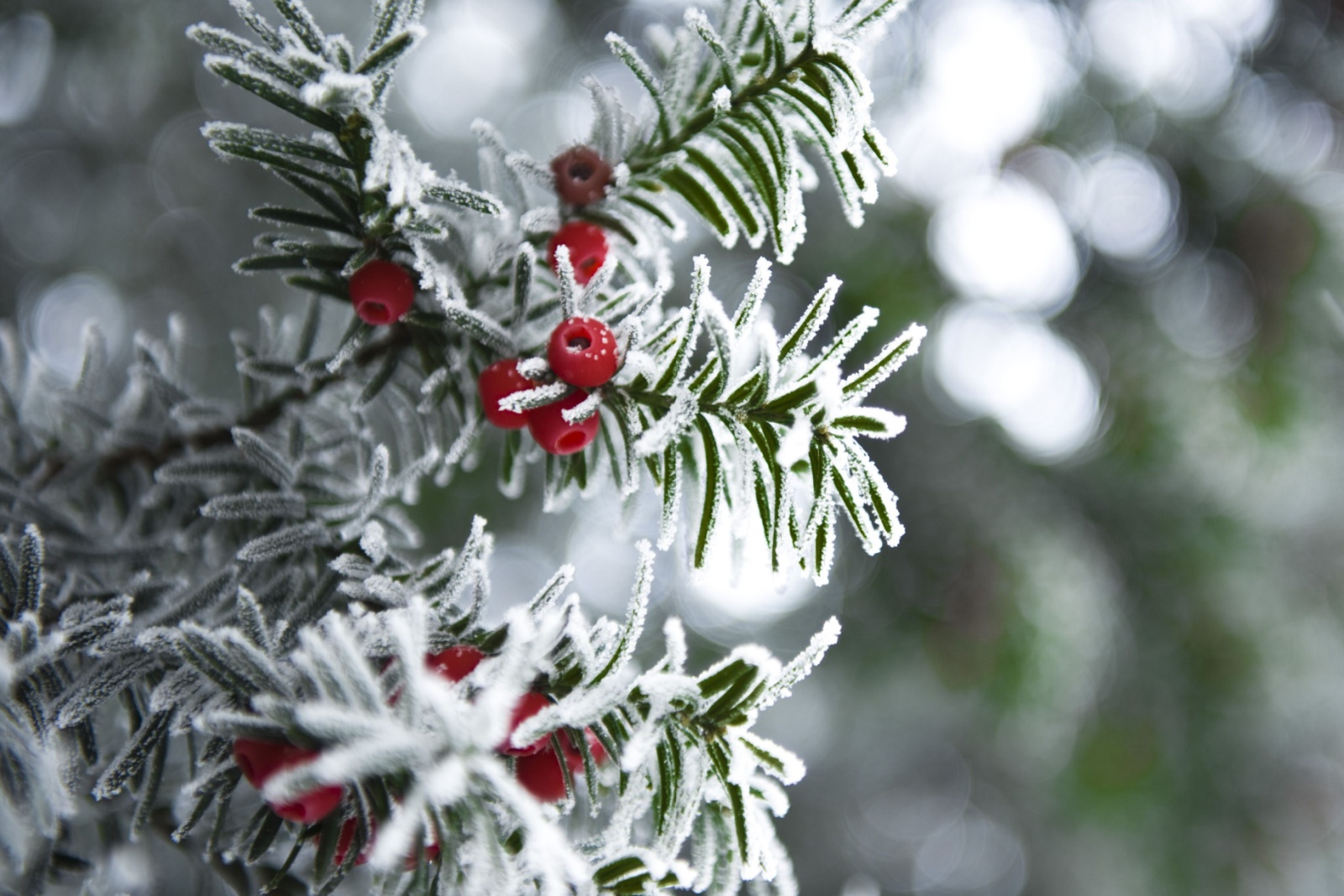 7 Shrubs That Look Stunning Even In Snowy Weather