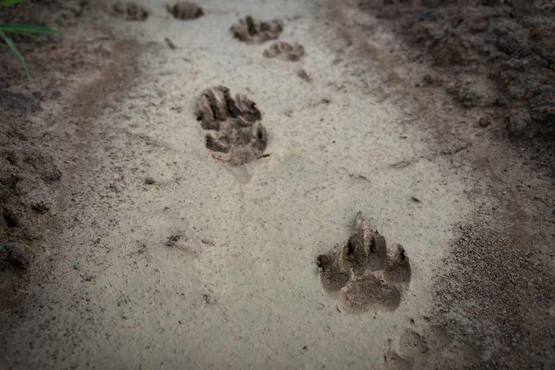 Large Canine Tracks With Distinct Spacing