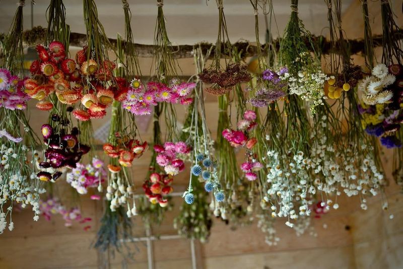 Air Drying Blooms Upside Down