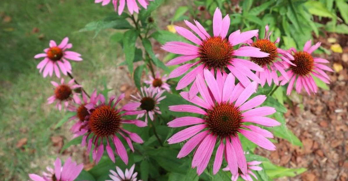 7 Smart Uses For Echinacea In Kansas Gardens