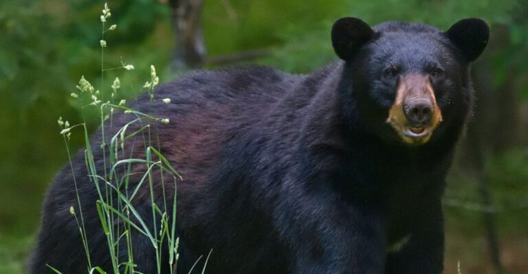 black bear