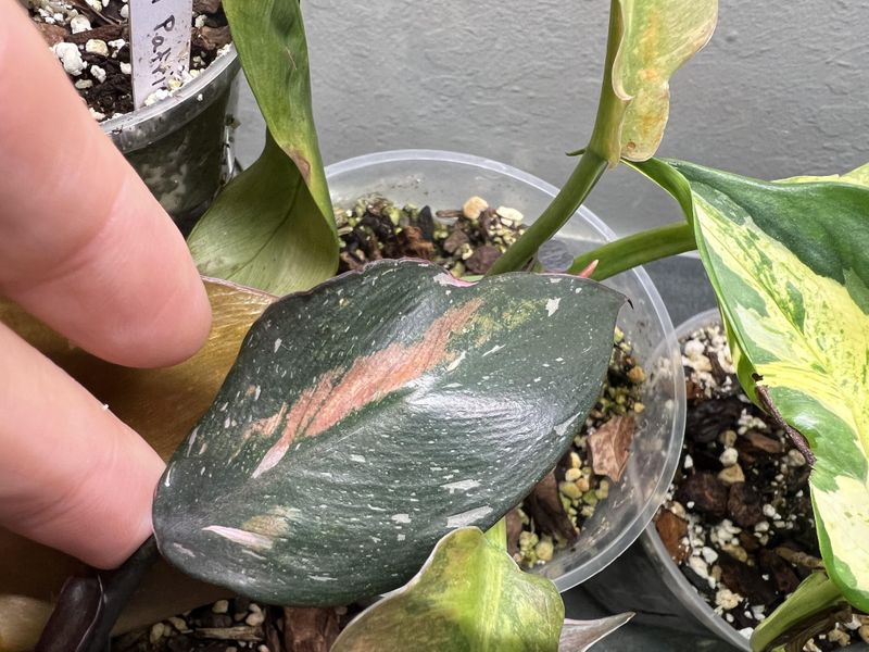 #8 Humidity Levels Dropping And Plants Feeling It