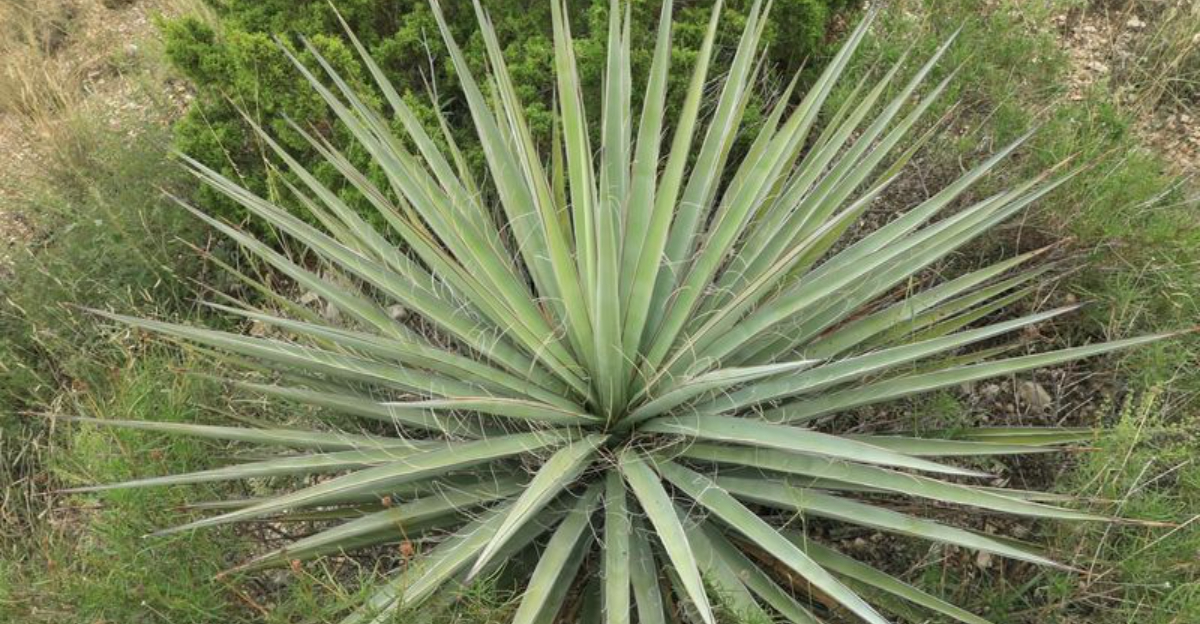 yucca