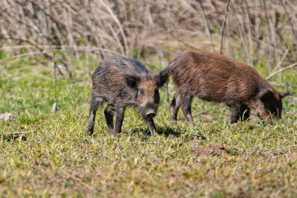 7 Things To Do If A Feral Hog Enters Your Oklahoma Yard (And 4 Things ...