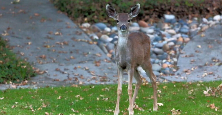 deer in backyard