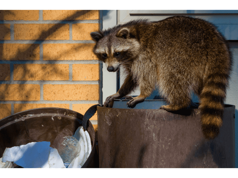 Keep Your Distance And Observe From Indoors