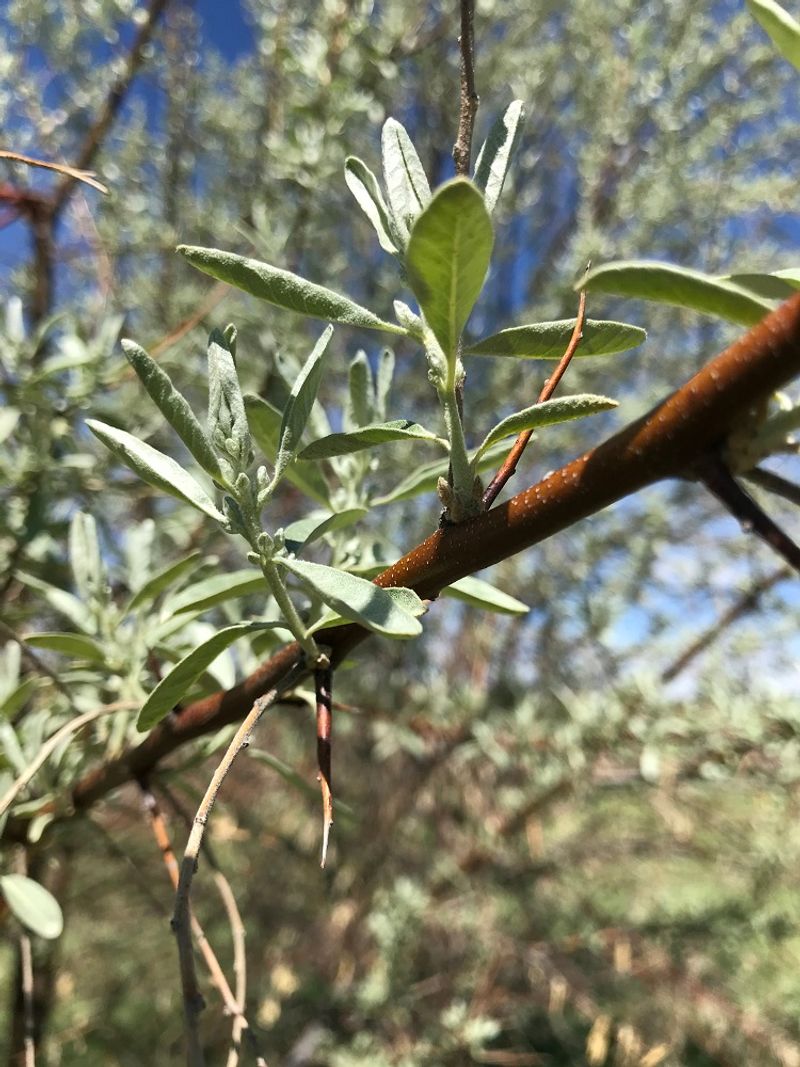 Russian Olive Trees