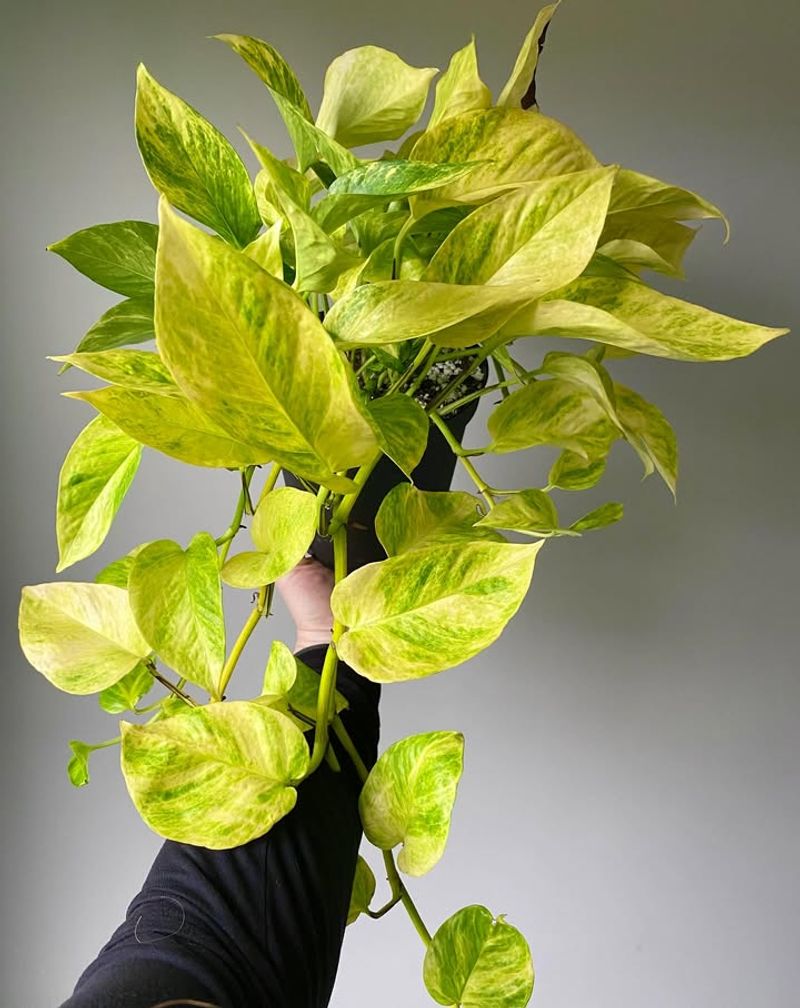 Yellowing Leaves That Start At The Bottom