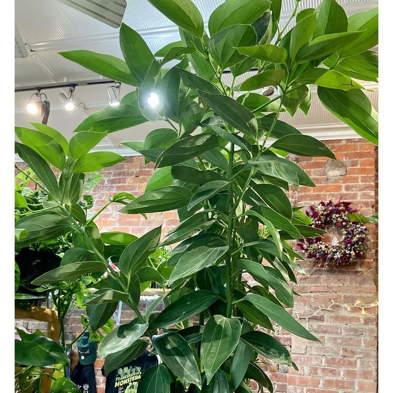 #8 Maintain High Humidity Levels Around Your Plant