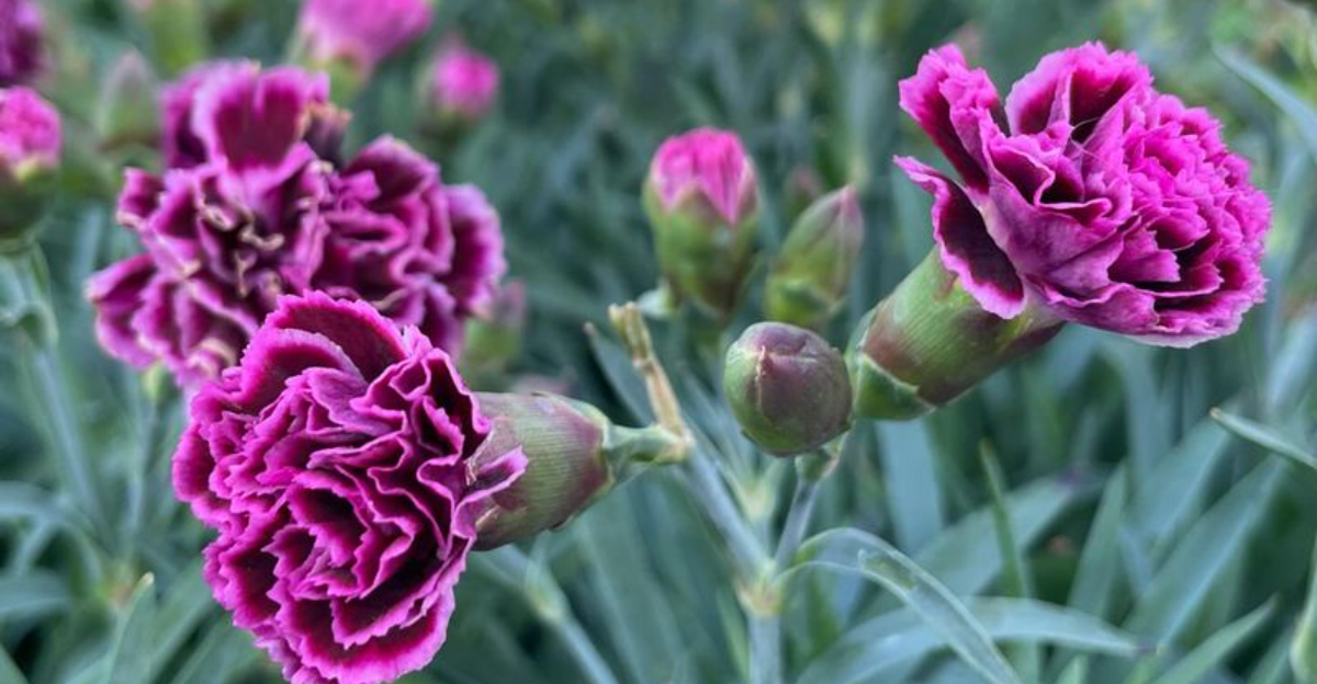 7 Winter Bedding Plants That Keep South Carolina Gardens In Bloom