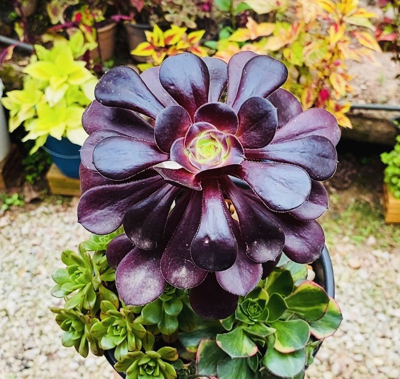 8. Scorpio (October 23 - November 21): Black Rose Aeonium