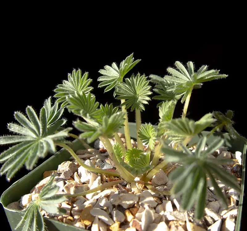 8. Watch For Pests Like Aphids And Spider Mites