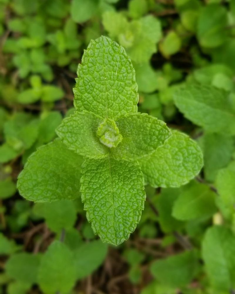 8. Lemon Balm
