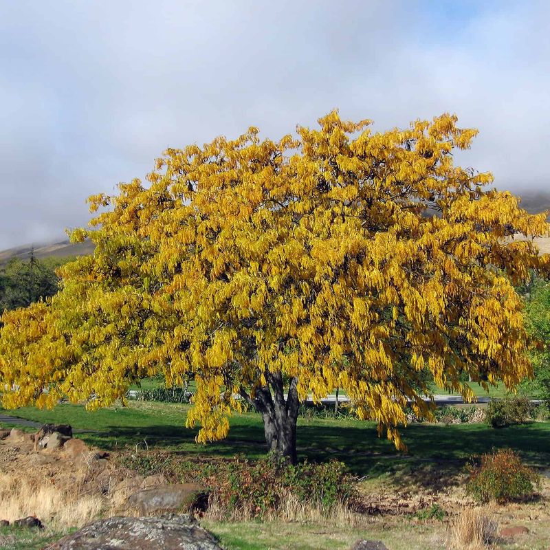 8. Thornless Honeylocust