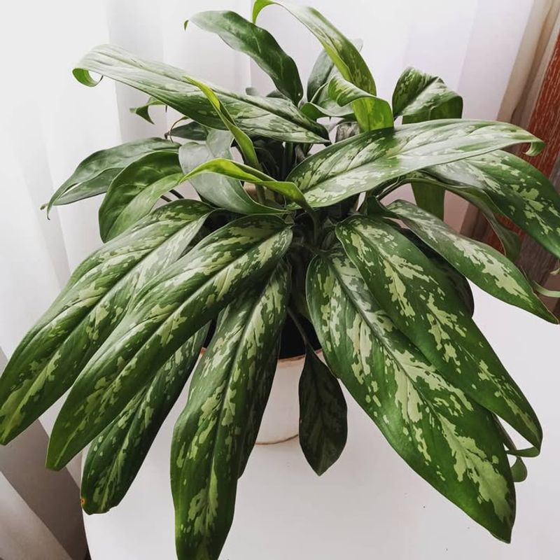 8. Chinese Evergreen