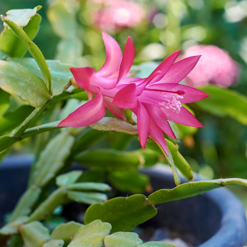 Thanksgiving Cactus Schlumbergera Truncata