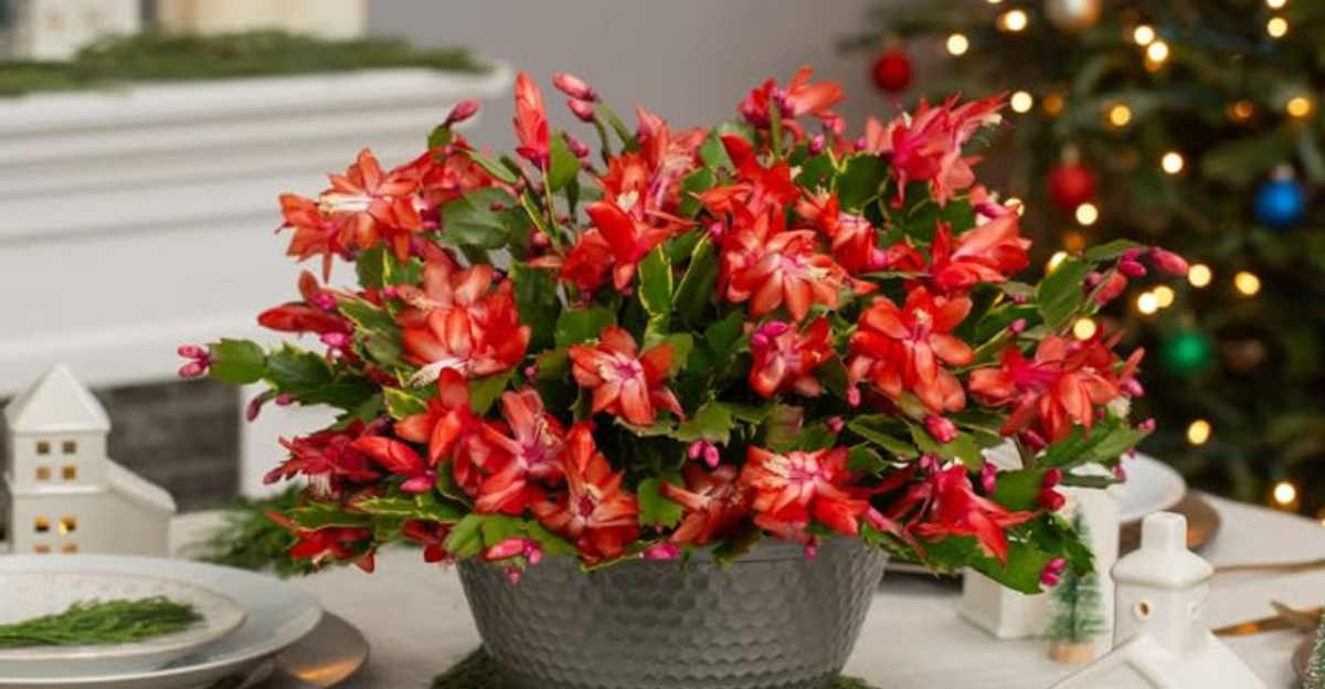 8 Christmas Cactus Types Florida Gardeners Love To Grow