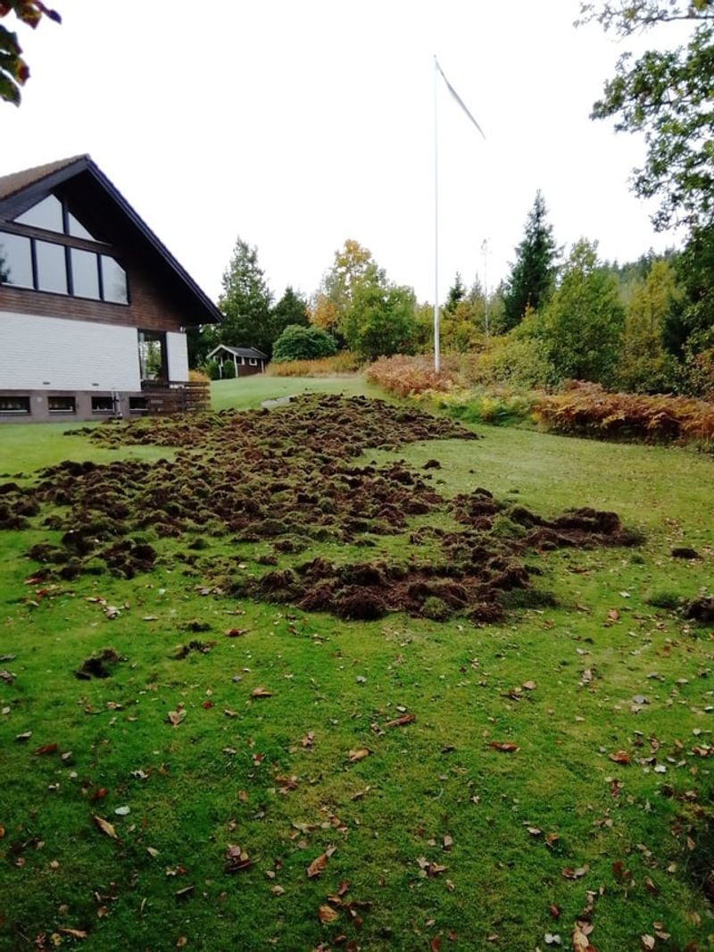 Torn-Up Grass And Uprooted Soil