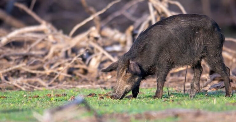feral hog
