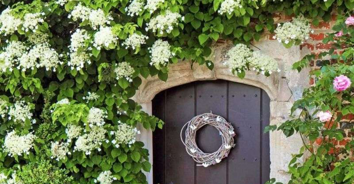 Climbing Hydrangea