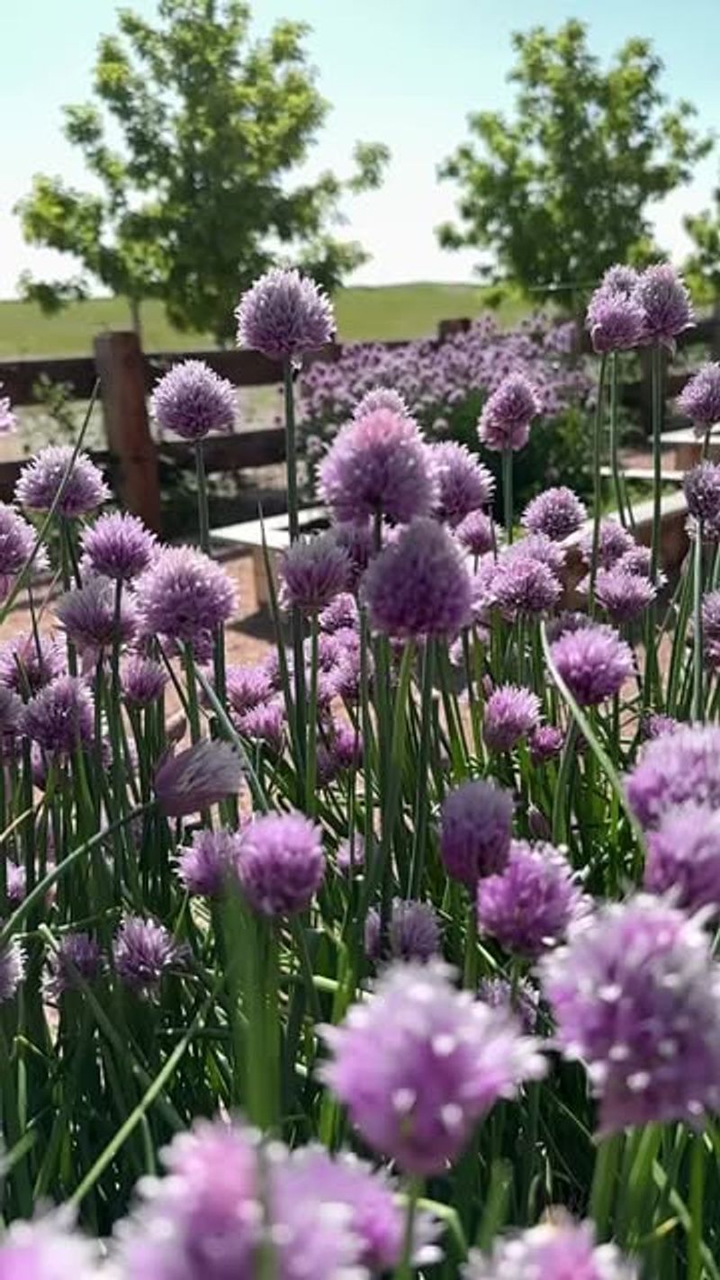 Chives (Allium Schoenoprasum)