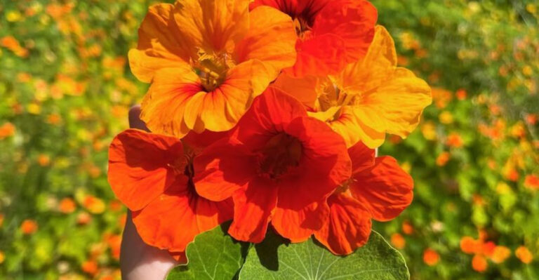 companion flower for fruit tree