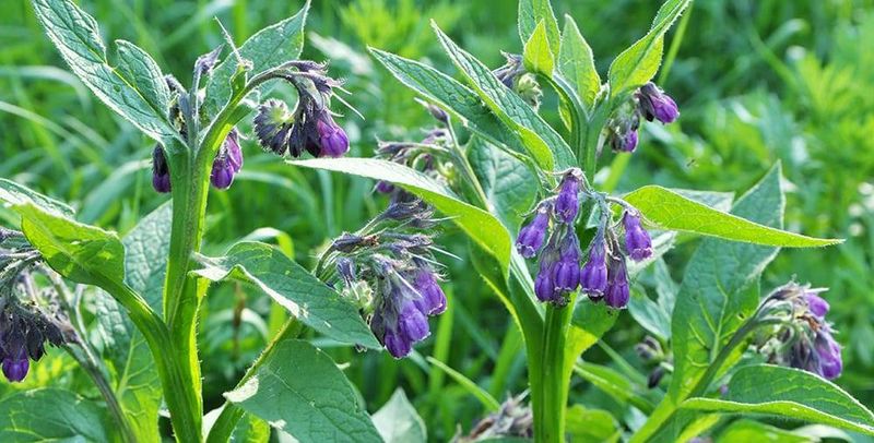 Comfrey Builds Nutrient-Rich Soil