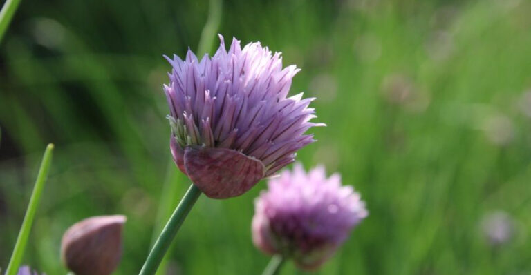 chive plant