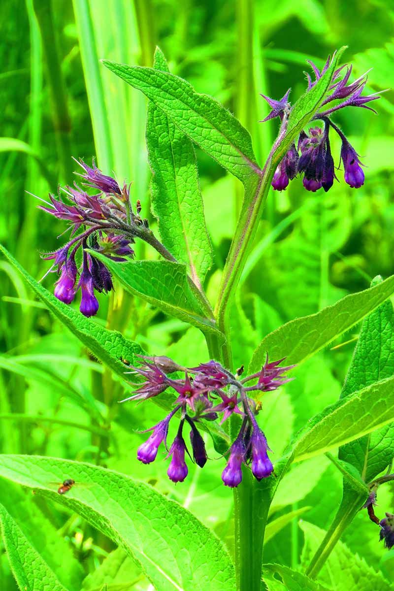 Comfrey (Symphytum Officinale)