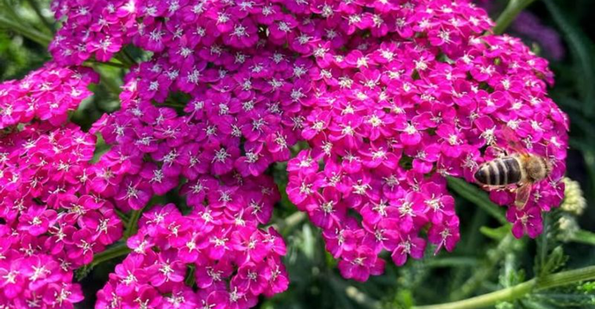 8 Companion Plants That Help Fruit Trees Thrive In Pennsylvania Backyards