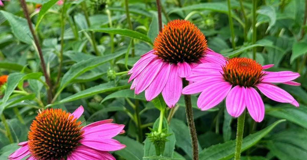 coneflowers
