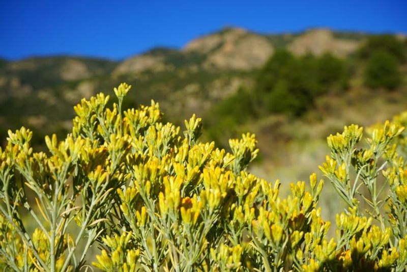 Desert Wildflower Meadows