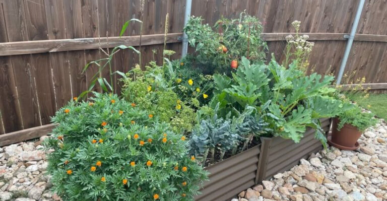 Veggie garden (featured image)