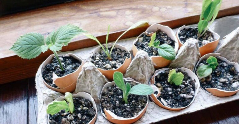 starting seeds indoors (featured image)